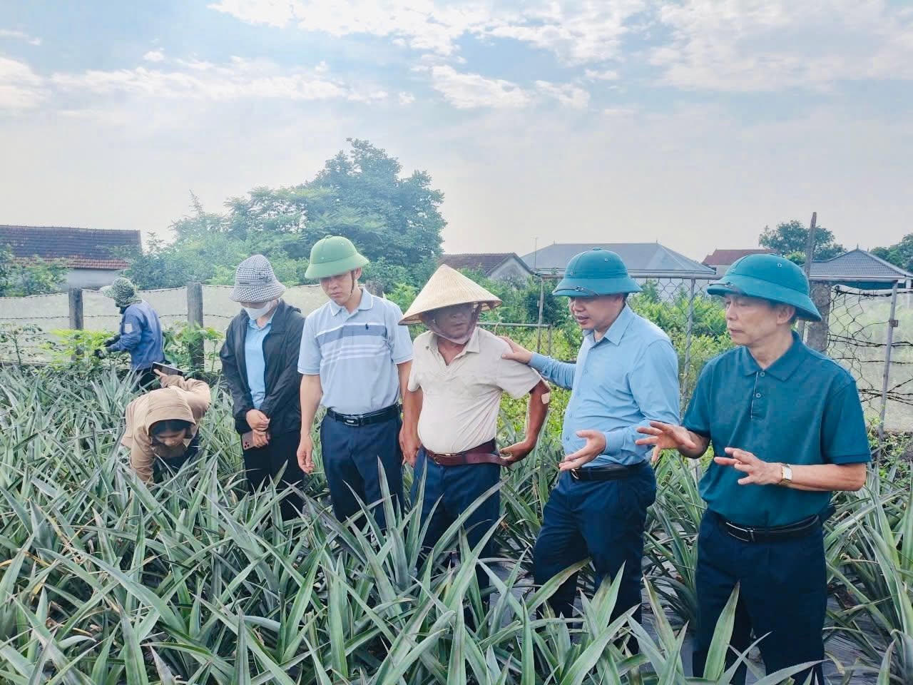 Tại xã Cẩm Hưng mô hình trồng dứa liên kết với Công ty Cổ phần Thực phẩm xuất khẩu Đồng Giao bước đầu cho thấy những tín hiệu tích cực, mở ra hướng phát triển mới cho nông nghiệp địa phương theo hướng hàng hóa, bền vững và ổn định lâu dài.