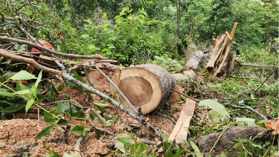 Đắk Lắk xử lý nghiêm vi phạm trong lĩnh vực lâm nghiệp