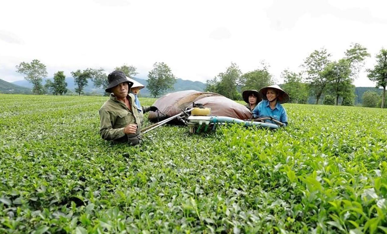 Thu hoạch ch&egrave; bằng m&aacute;y tại một n&ocirc;ng trường ch&egrave;.