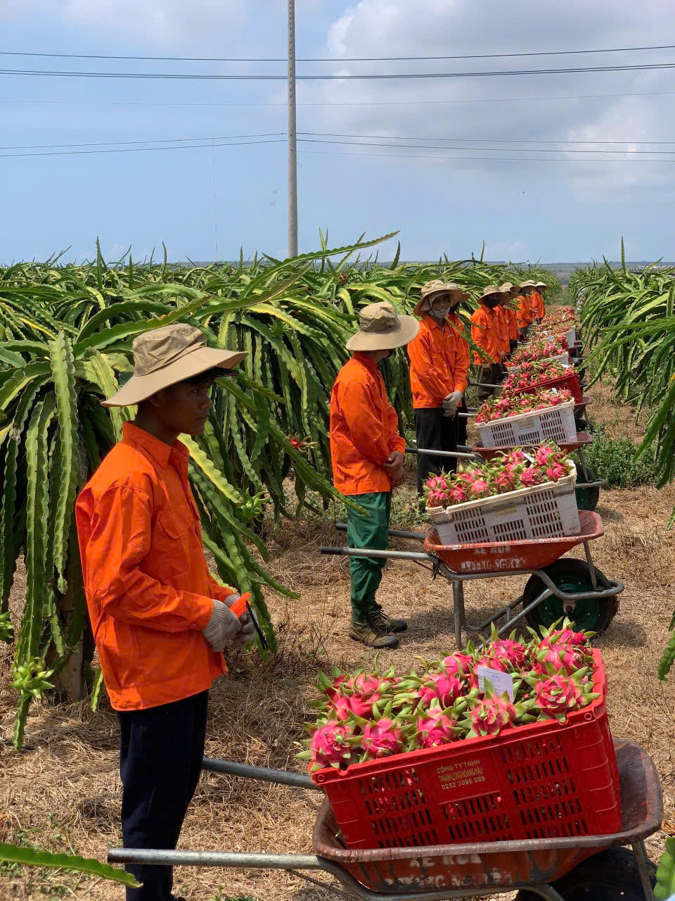 Bà con thu hoạch thanh long tại vườn