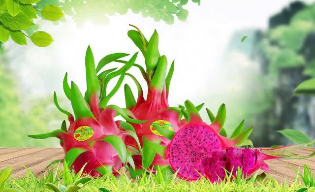 Thanh long là một trong những sản phẩm nổi bật của tỉnh Bình Thuận cũ, nay là Lâm Đồng