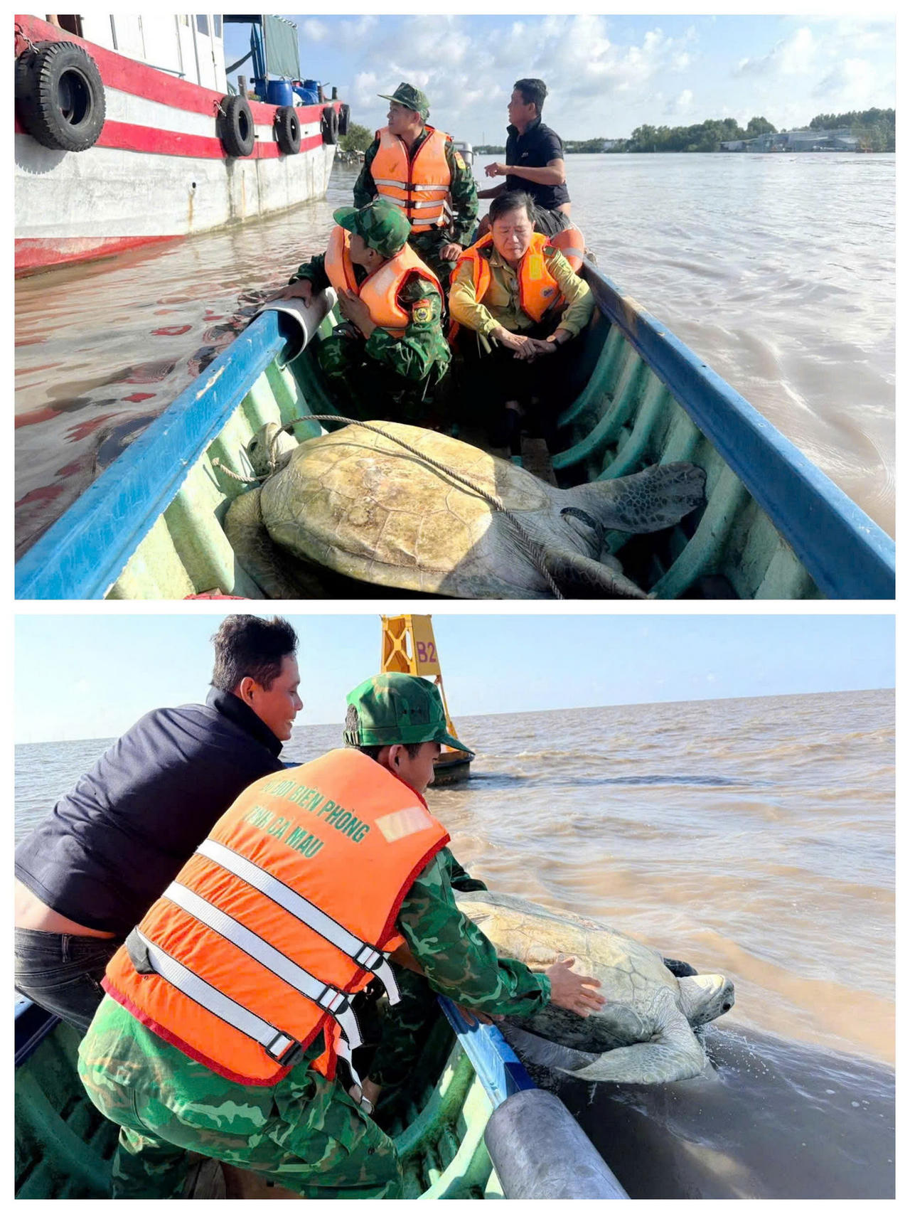Đồn Biên phòng Đất Mũi phối hợp Hạt Kiểm lâm Ngọc Hiển và chính quyền địa phương thả cá thể vích (Chelonia mydas) nặng khoảng 120 kg về môi trường biển tự nhiên.