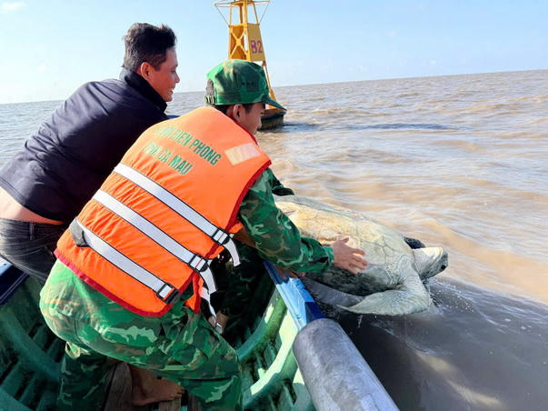 Thả về biển con vích nặng 120 kg mắc lưới ngư dân Cà Mau 