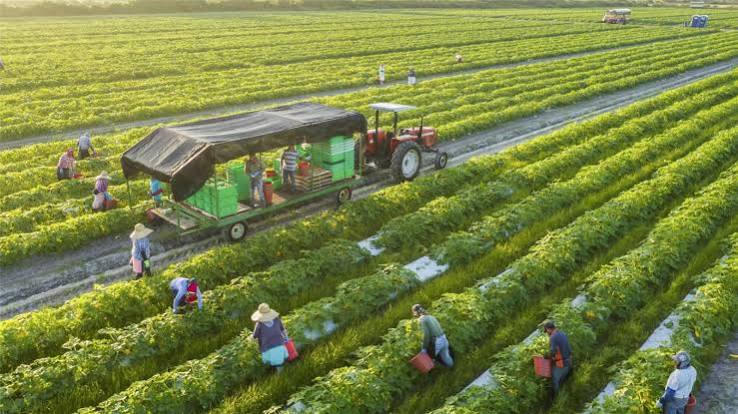 Cần cơ chế khuyến khích đầu tư vào nông nghiệp
