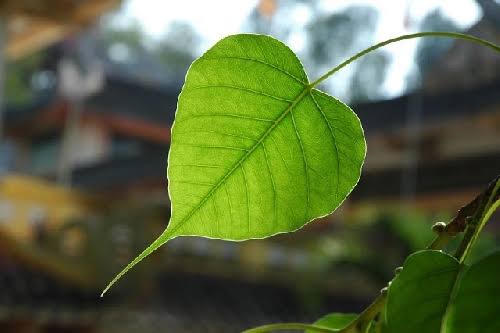 Biết đủ là biết an yên (Nguồn ảnh: Internet)