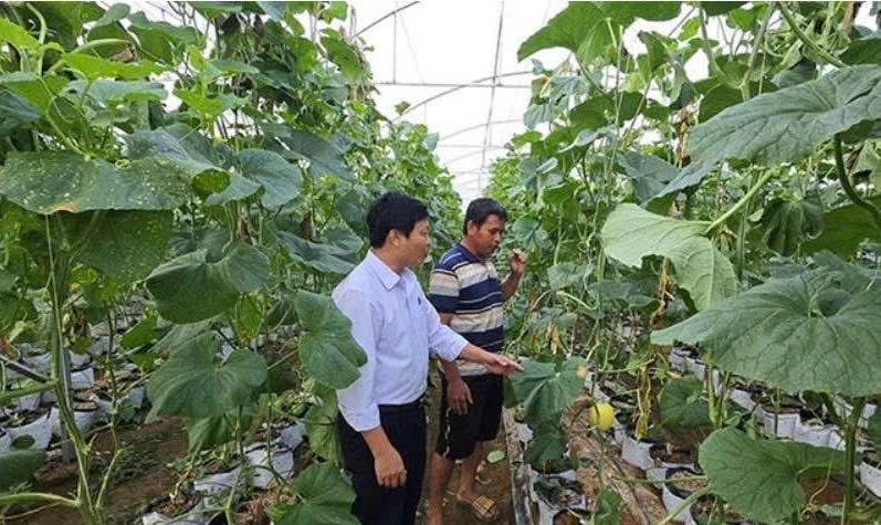 Lãnh đạo xã thăm mô hình trồng dưa lưới của người dân trên địa bàn. (Ảnh: UBND xã Ia Phí)