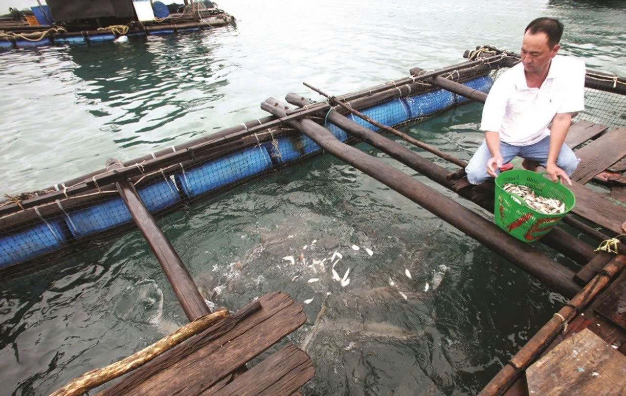 Người dân Phú Quốc tiếp cận nguồn vốn tín dụng chính sách để phát triển sản xuất, ổn định cuộc sống.