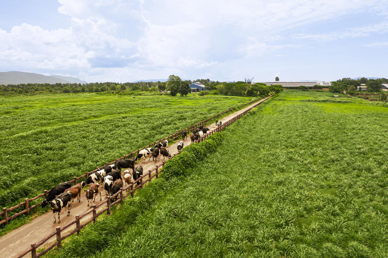 Đặt nền móng cho ngành chăn nuôi bò sữa Việt Nam, Vinamilk hiện sở hữu hệ thống 15 trang trại đạt chuẩn Global S.L.P với năng lực cung ứng khoảng 1,1 triệu lít sữa tươi/ngày.