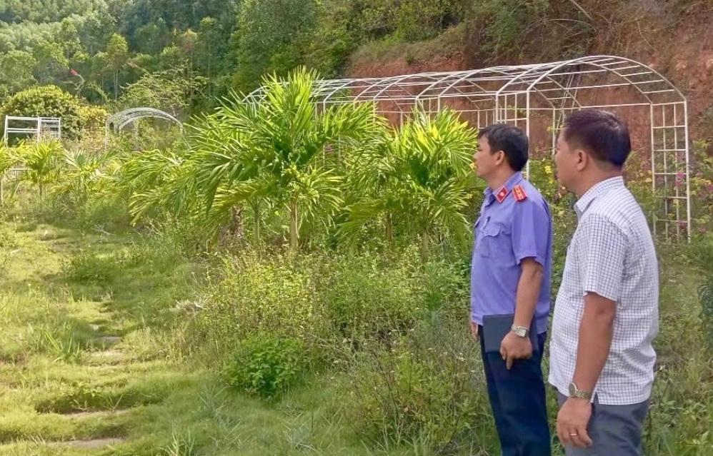 Viện KSND khu vực 6 - Gia Lai kiến nghị ngành chức năng xử lý hành vi lấn chiếm gần 2 ha đất rừng phòng hộ để sử dụng trái mục đích trên địa bàn phường Bồng Sơn. (Ảnh: ĐVCC)
