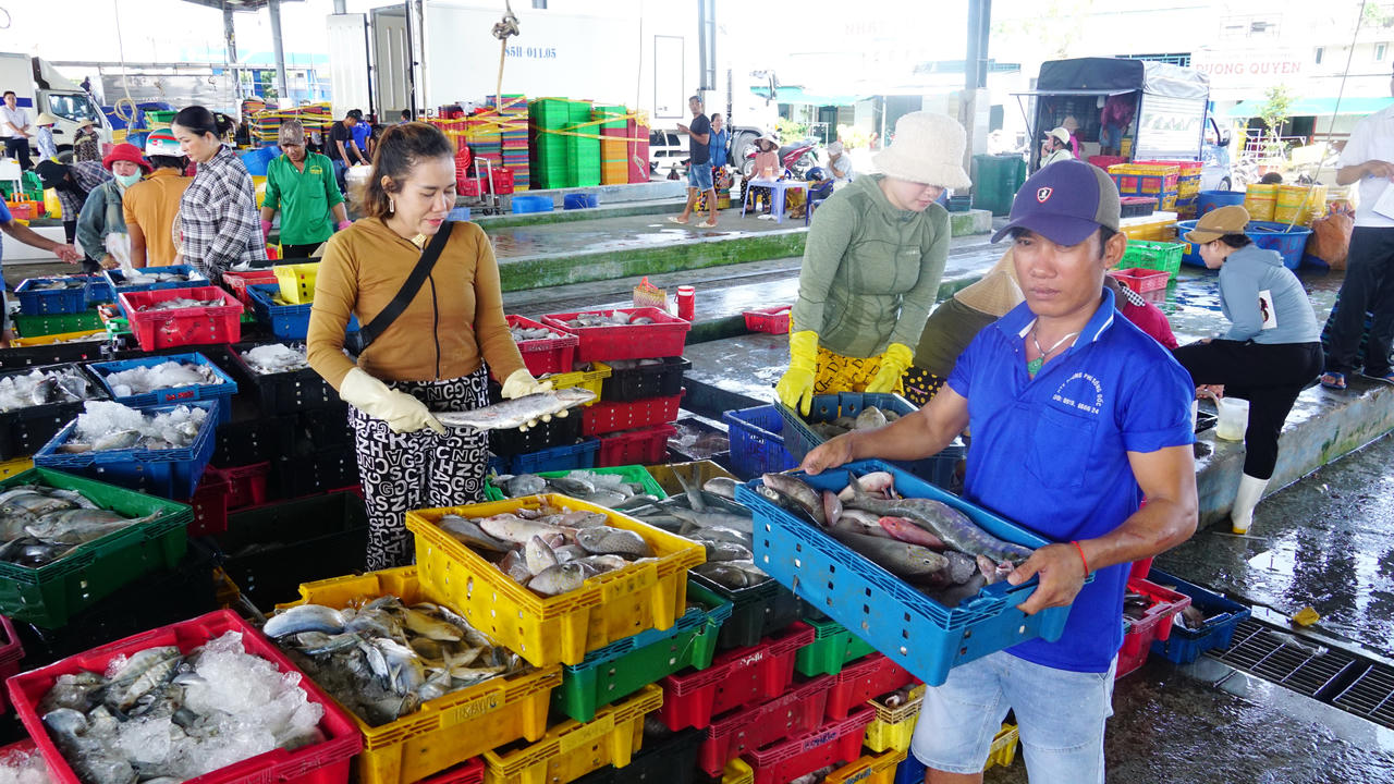 Chấp hành nghiêm các quy định về khai thác IUU góp phần sớm gỡ bỏ cảnh báo "thẻ vàng" của EC, nâng cao uy tín thủy sản Việt Nam, mở rộng thị trường tiêu thụ và tăng thu nhập cho ngư dân (Ảnh: Trọng Nghĩa).