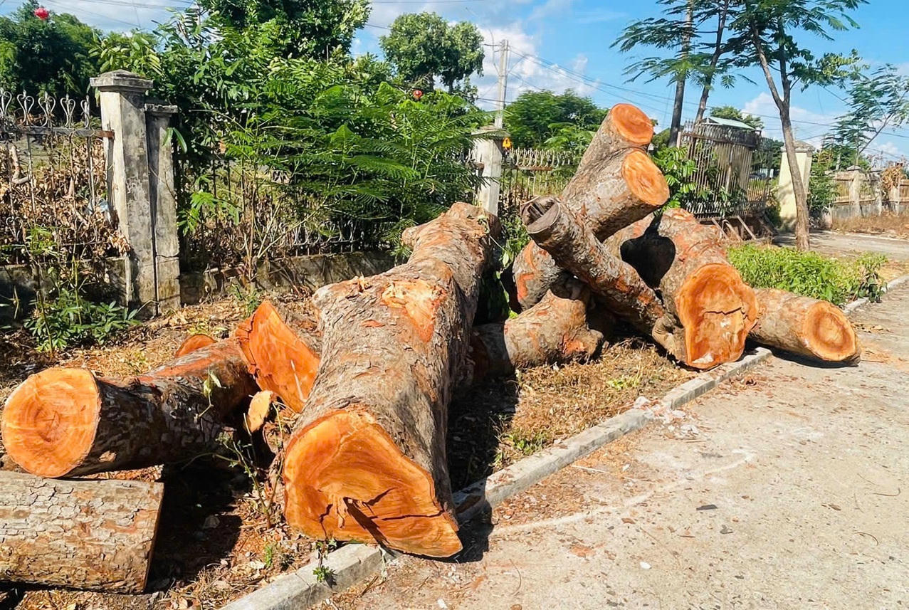 Đường kính mặt cắt được thu gom chưa phù hợp với đường kính mặt cắt của gốc cây. (Ảnh: PV)