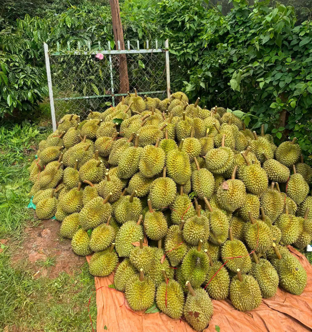 Sản lượng sầu riêng góp phần phát triển kinh tế trên địa bàn xã Ia Hrú. (Ảnh: ĐVCC)