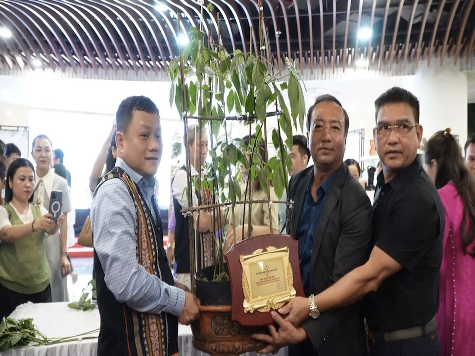 Cây sâm Ngọc Linh 35 năm tuổi được đấu giá 725 triệu đồng