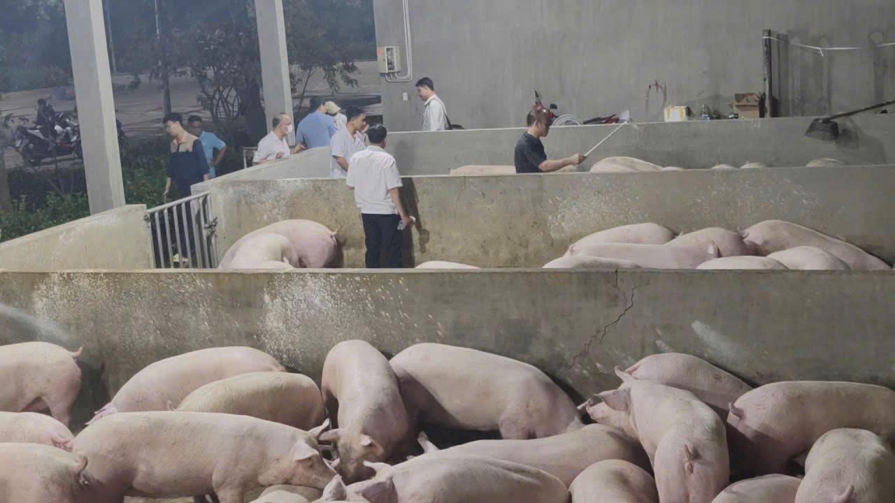Phát hiện heo sử dụng chất cấm Salbutamol tại Đồng Nai: Nghi vấn đưa heo từ nơi khác về các điểm tập kết để “thúc” tăng trọng  