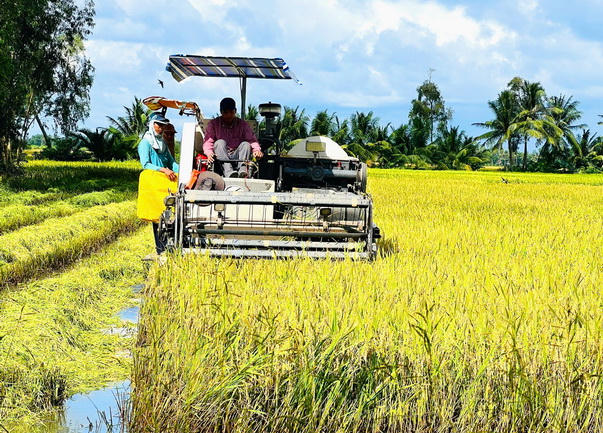 Cà Mau: Tăng tốc thực hiện Đề án 1 triệu héc-ta lúa chất lượng cao, phát thải thấp