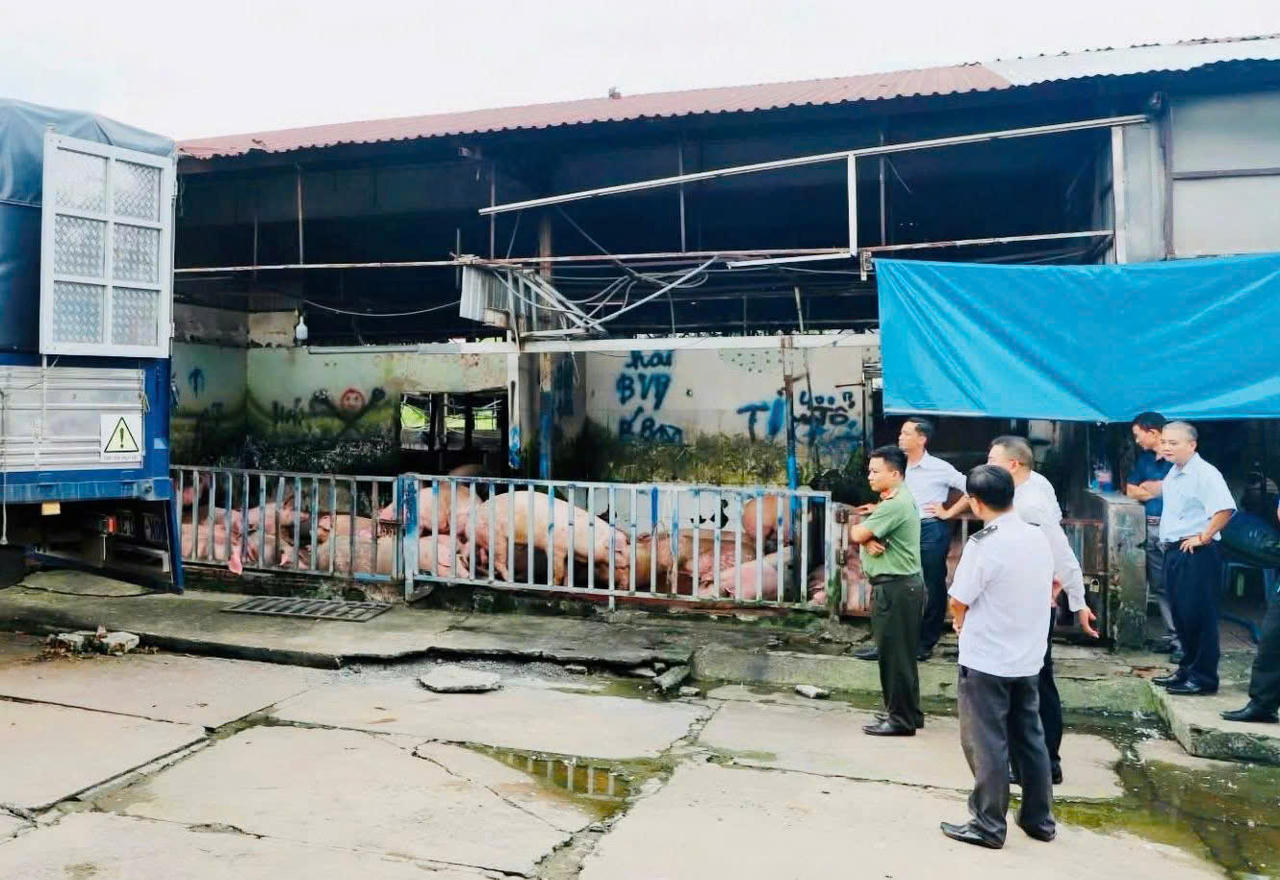 Diễn biến vụ heo bị “vỗ béo” bằng chất cấm tại Đồng Nai: 3.909 con heo có kết quả xét nghiệm dương tính Diễn biến vụ heo bị “vỗ béo” bằng chất cấm tại Đồng Nai: 3.909 con heo có kết quả xét nghiệm dương tính