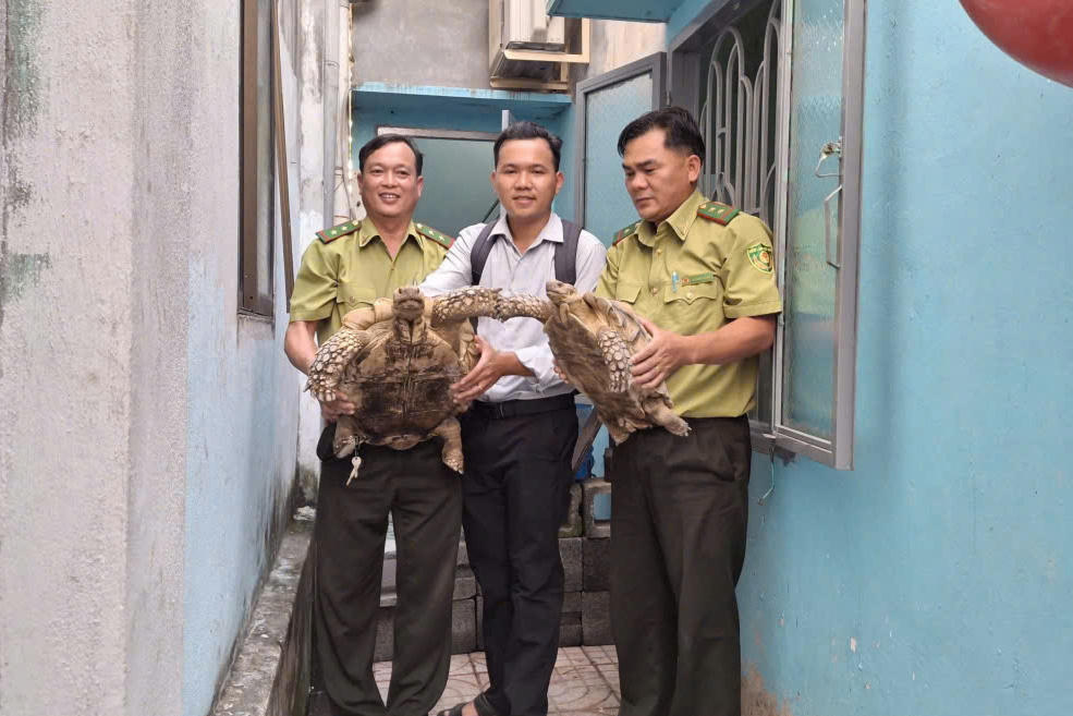 Người dân tự nguyện giao nộp 2 cá thể rùa Sulcata nuôi làm thú cưng. Ảnh DT