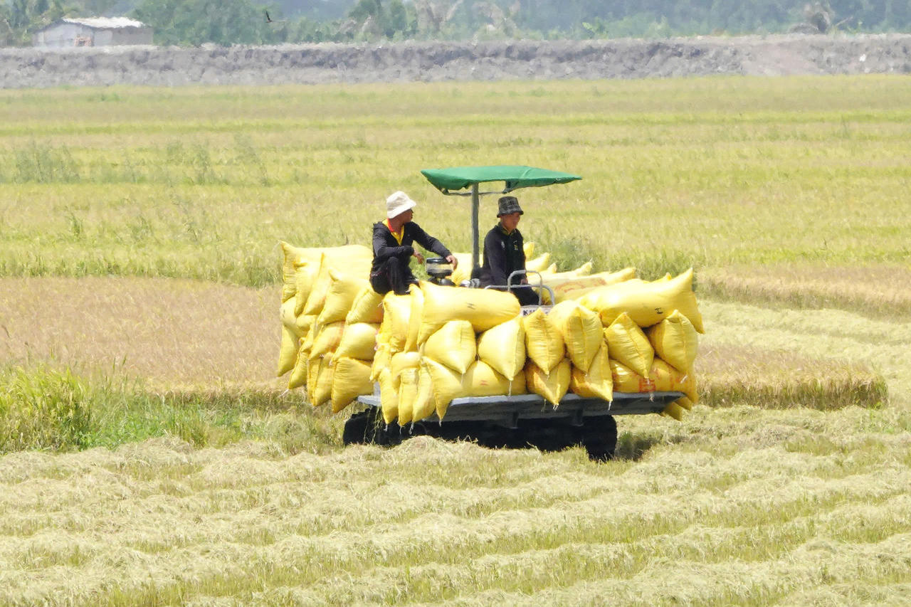 10 ha lúa Hè Thu cần thu hoạch sớm chạy lũ thượng nguồn đổ về Đồng Tháp Mười