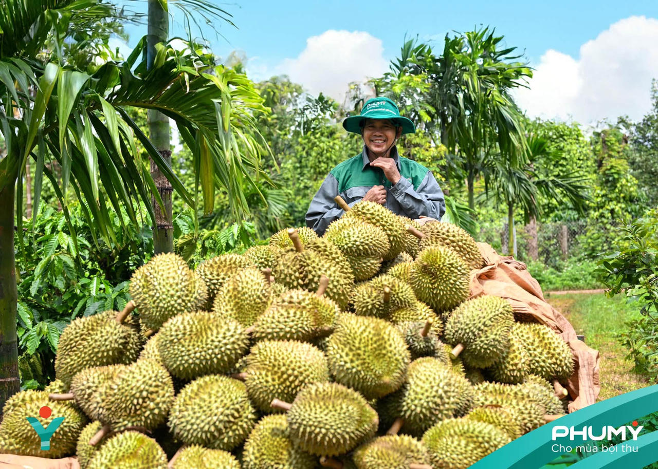 Lễ hội Sầu riêng Đắk Lắk 2026 diễn ra từ ngày 15/8 đến 2/9/2026.
