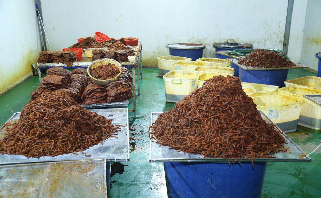 Thịt trâu đông lạnh được Cty Trần Lê Foods “phù phép” thành “khô bò”.