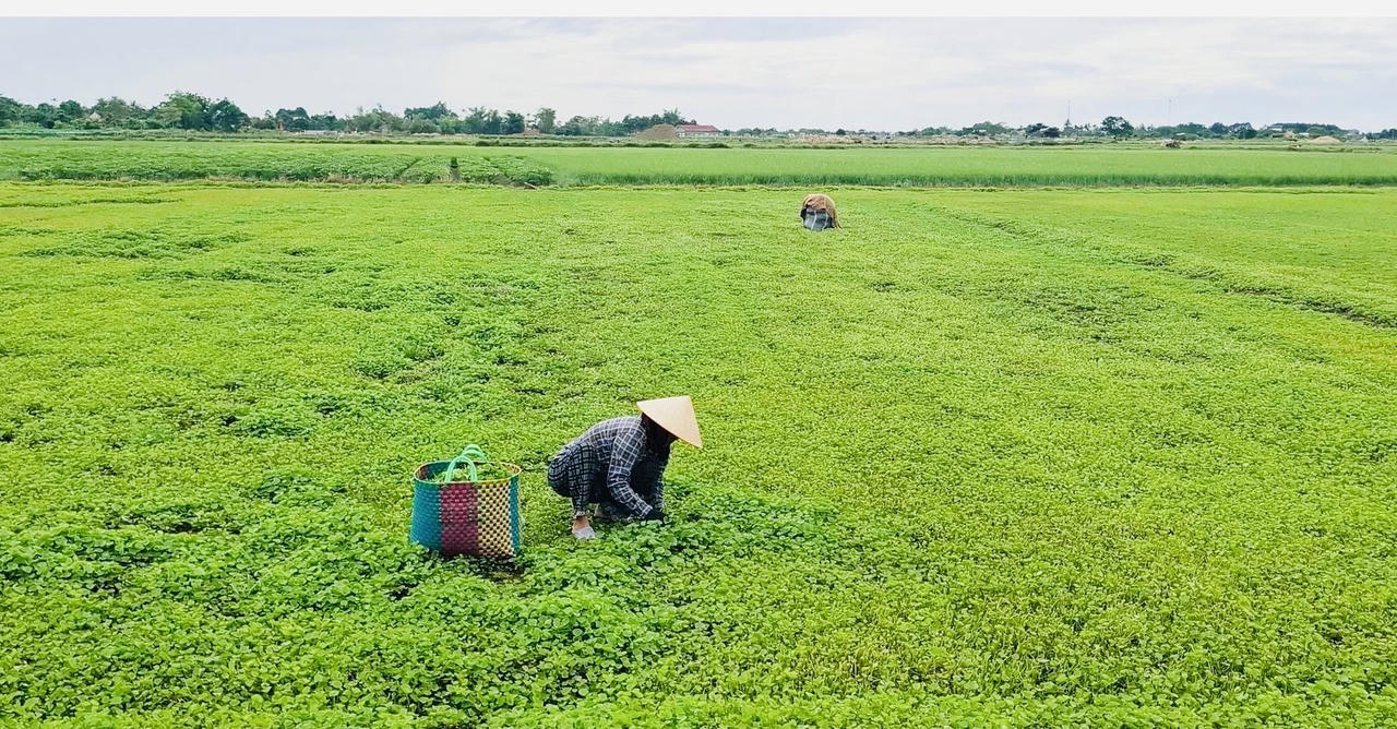 Nhờ trồng rau má theo quy trình VietGAP, hàng trăm hộ dân ở Quảng Điền có thu nhập khá cao (Ảnh: Tiến Thành)