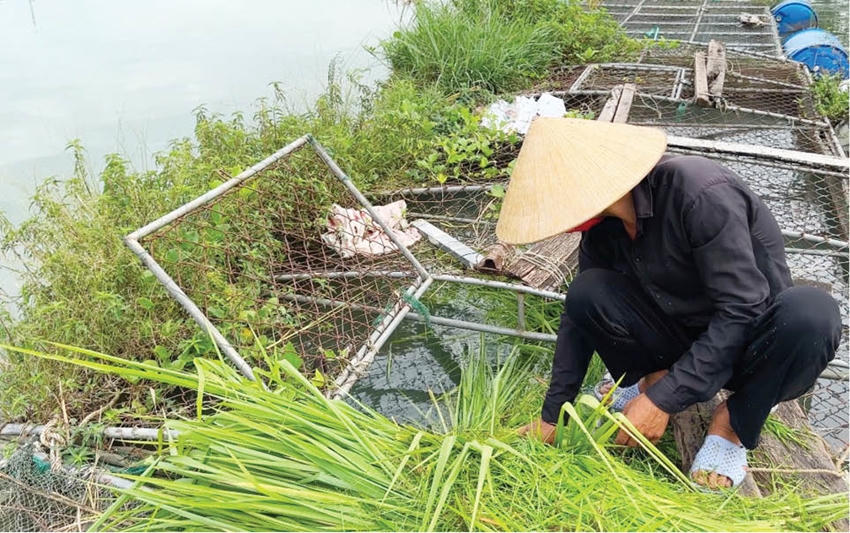 Nghề nuôi cá trên sông Bồ trở thành sinh kế của hàng trăm hộ dân, góp phần tạo việc làm, ổn định thu nhập và từng bước nâng cao đời sống (Ảnh: Phong Anh)
