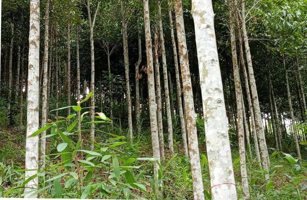 Cây quế phù hợp với điều kiện tự nhiên và thổ nhưỡng ở vùng cao các xãthuộc huyện Quế Phong cũ (Ảnh: Bùi Ánh).
