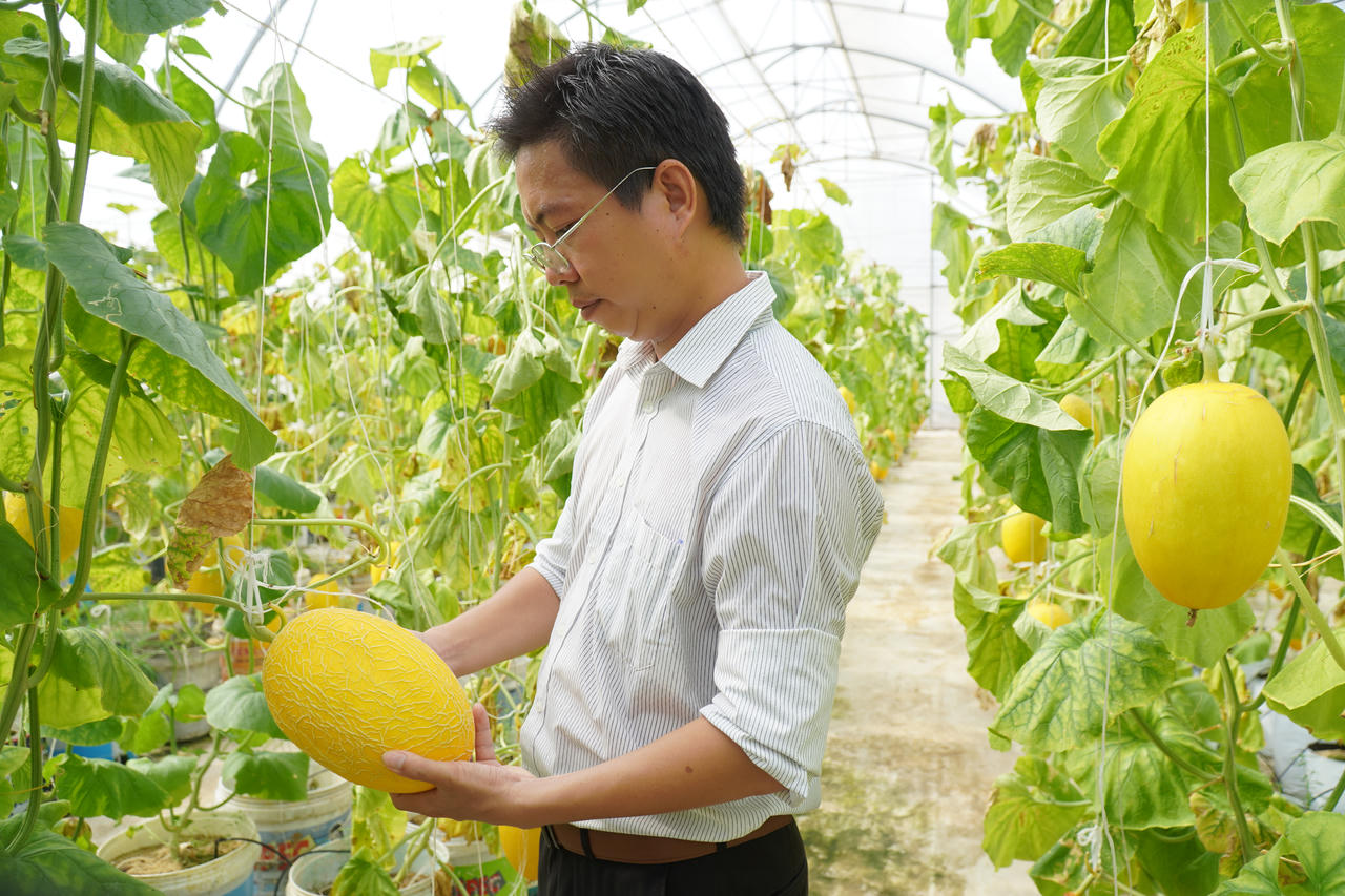 Ông Phạm Ngọc Hải, Giám đốc HTX Phúc Lợi. Ảnh: Anh Như