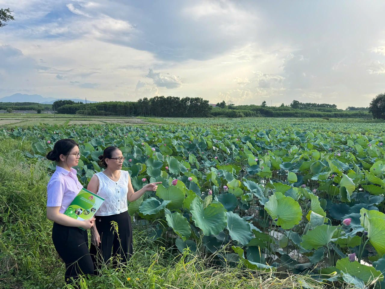 Với nguồn vốn vay từ NHCSXH, nhiều hộ gia đình đã đầu tư, mở rộng diện tích trồng sen, mang lại thu nhập cao. 