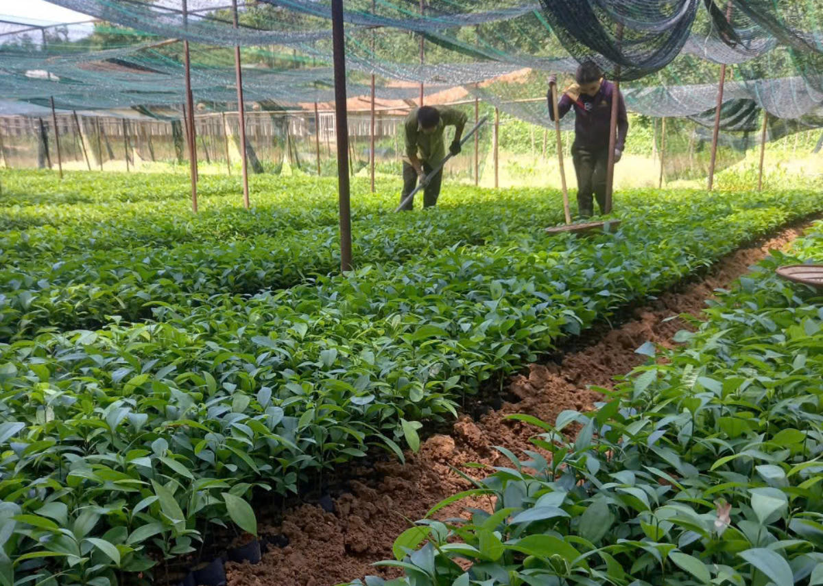 Vườn ươm cây giống của đơn vị cung ứng cho các hộ dân tham gia dự án (Ảnh: Bùi Ánh).