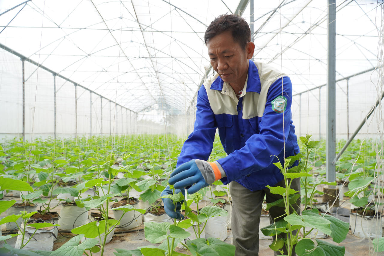 Từ nông trại đến tay người tiêu dùng: Saigon Co.op thí điểm truy xuất nguồn gốc