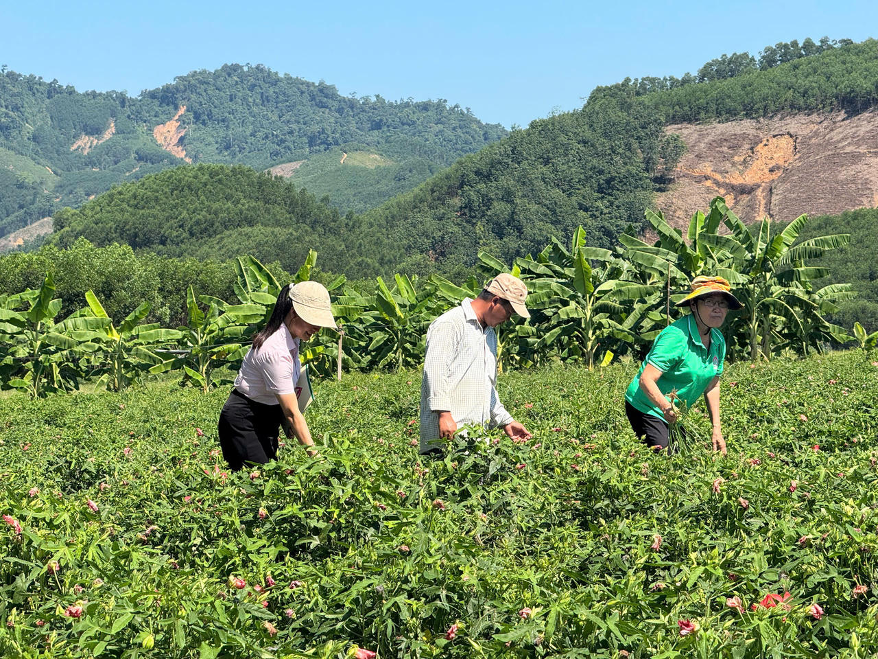 Đến ngày 31/7/2026, chương trình cho vay hỗ trợ tạo việc làm, duy trì và mở rộng việc làm theo Nghị định số 338/2025/NĐ-CP, dư nợ đạt 527,9 tỷ đồng, không phát sinh nợ quá hạn. 