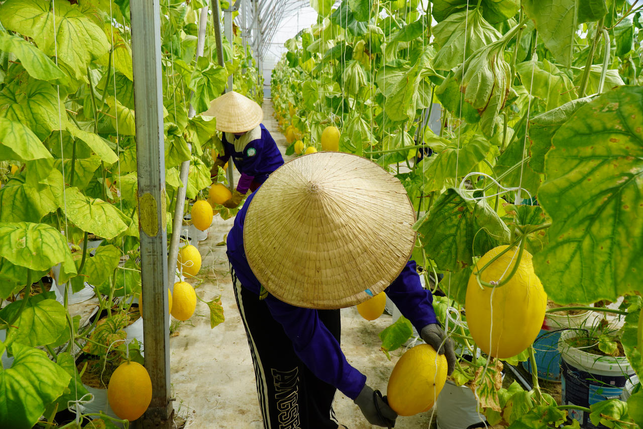 Từ nông trại đến tay người tiêu dùng: Saigon Co.op thí điểm truy xuất nguồn gốc