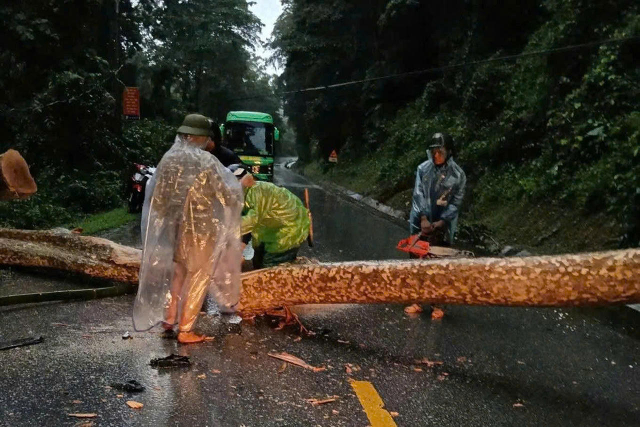 Cây gãy đổ trên Quốc lộ 7