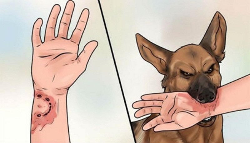 Bộ Y tế yêu cầu chủ động phòng bệnh dại