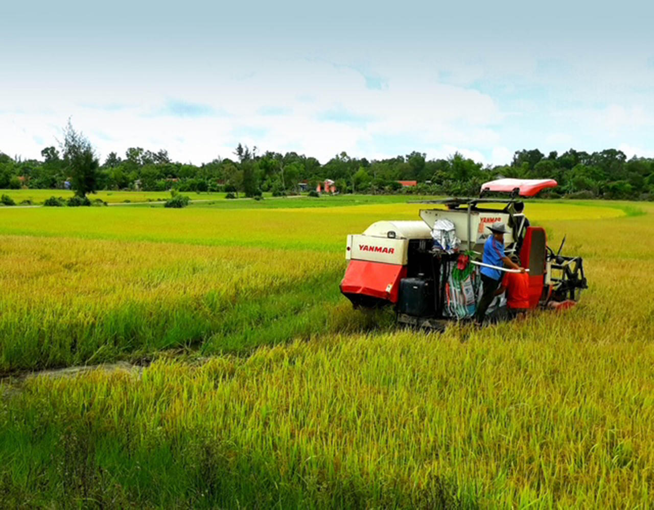 Mùa gặt ở xã Gio Linh. 