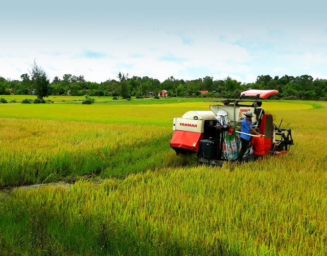 Mùa gặt ở xã Gio Linh (Ảnh: Trần Tuyền)