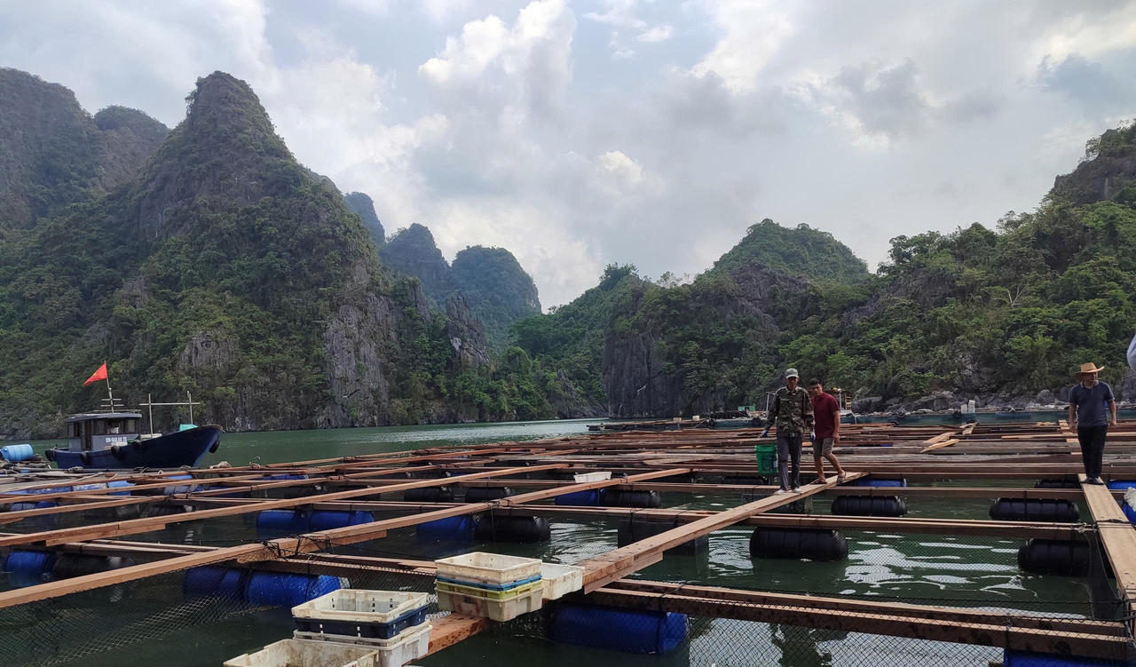 Quảng Ninh đặt mục tiêu phát triển 1.500 hợp tác xã đến năm 2030
