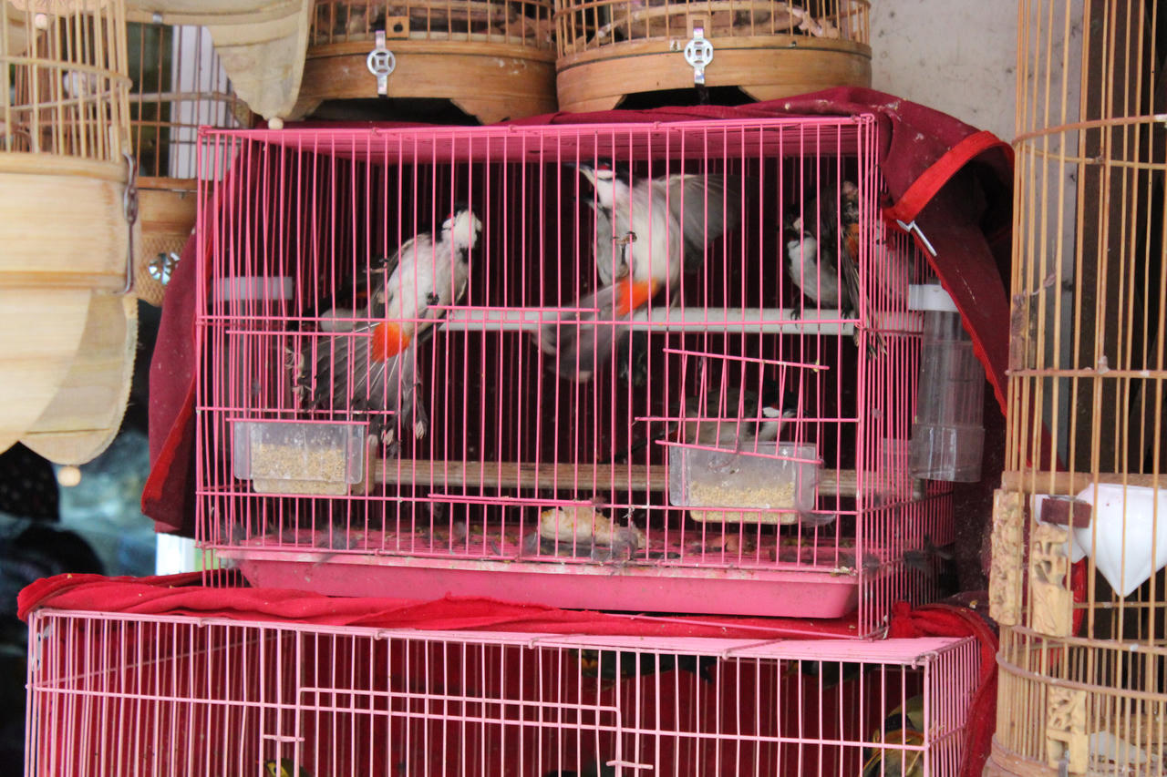 Chim phóng sinh được thả ra, rồi bị bắt lại đem bán ở chợ (ảnh: Tổ chức động vật châu Á)