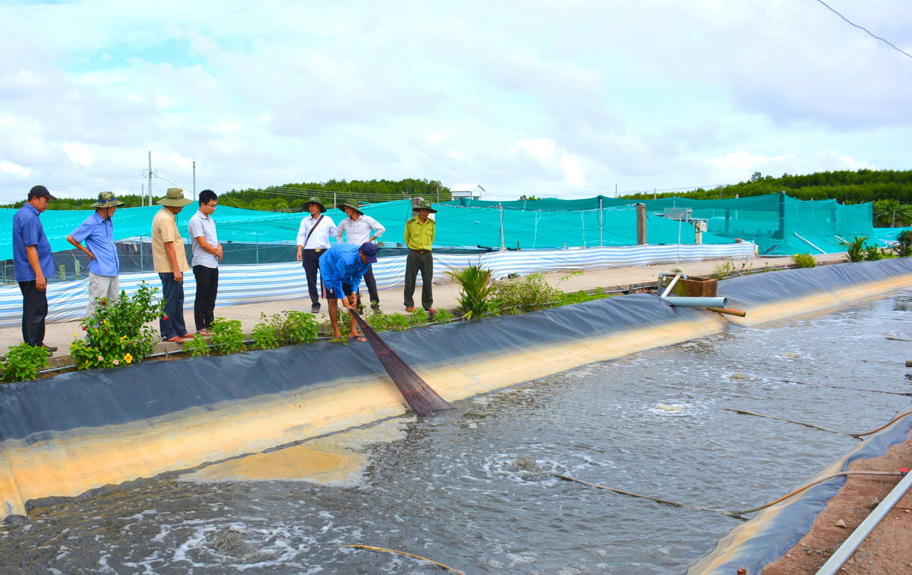 Cà Mau tăng cường liên kết giữa chính quyền, doanh nghiệp, nhà khoa học và người nuôi nhằm tháo gỡ điểm nghẽn, đẩy nhanh nhân rộng mô hình RAS-IMTA (Ảnh: T.N).