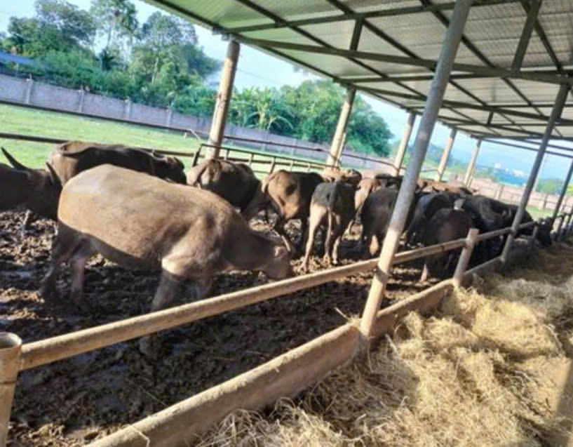 Mô hình chăn nuôi bò, trâu tại Hợp tác xã nông nghiệp công nghệ cao Tiến Thành. Ảnh: Sở Dân tộc và Tôn giáo tỉnh Lạng Sơn. 