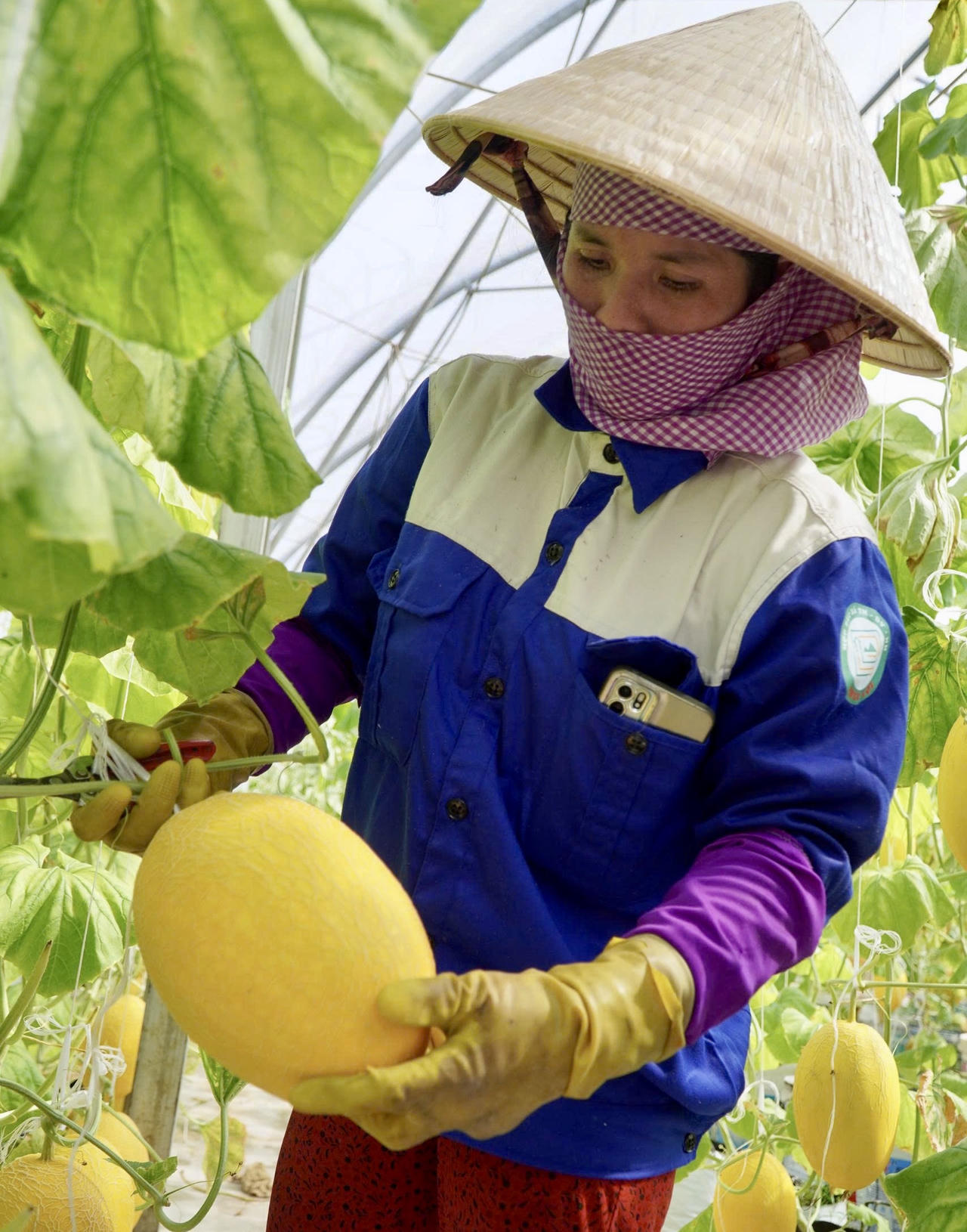 Saigon Co.op kiểm soát hàng hoá từ gốc, đẩy mạnh truy xuất, minh bạch chuỗi cung ứng