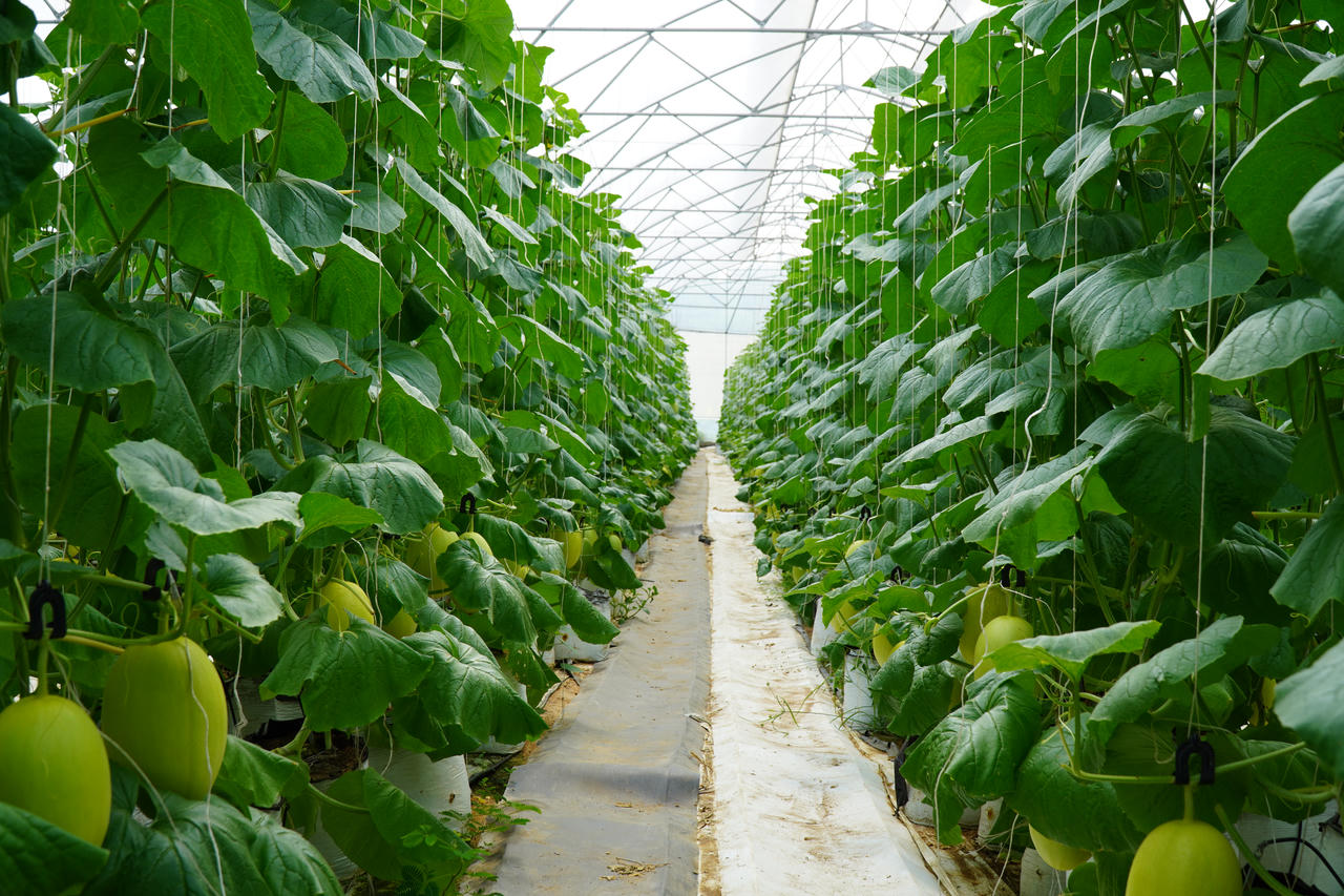 Saigon Co.op kiểm soát hàng hoá từ gốc, đẩy mạnh truy xuất, minh bạch chuỗi cung ứng