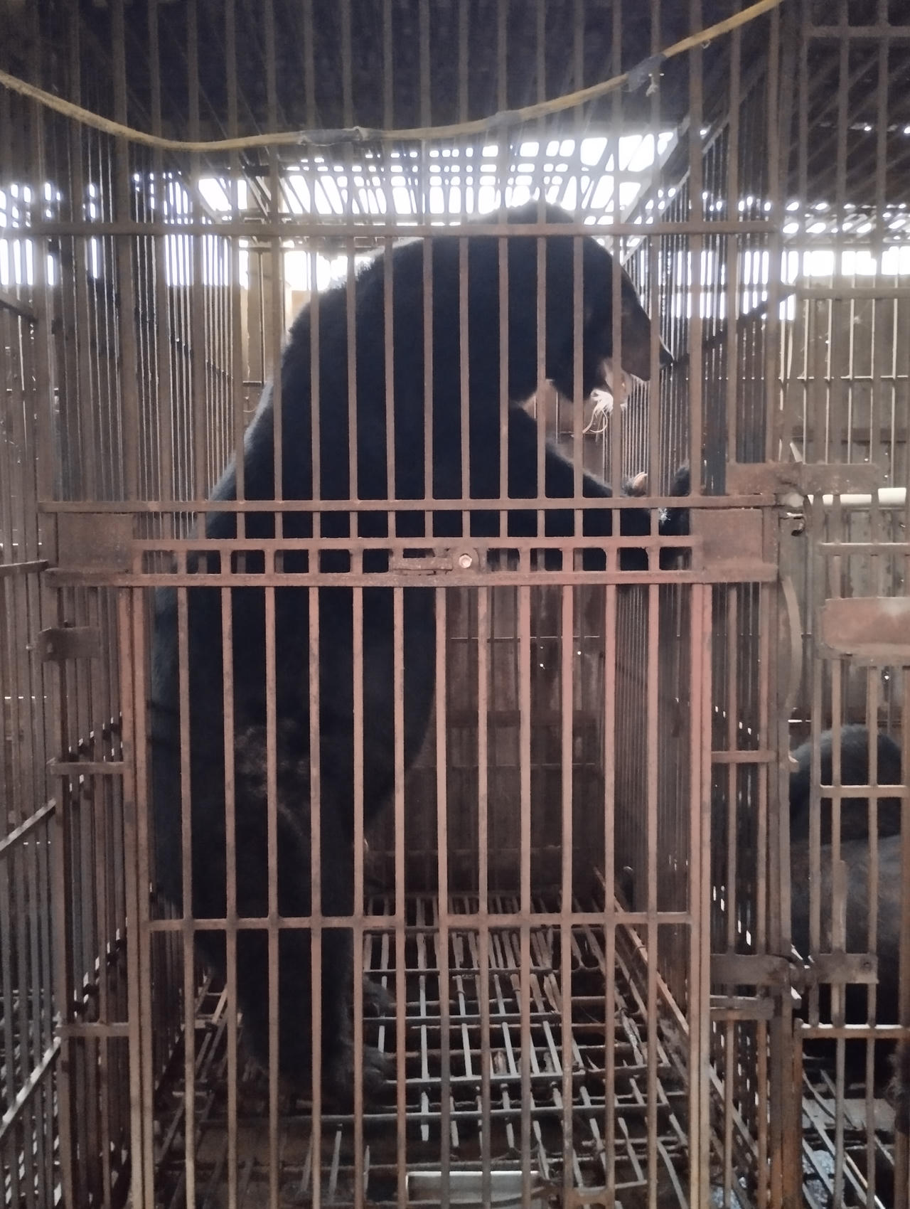 Chạy đua với thời gian để chuyển giao an toàn các cá thể gấu bị nuôi nhốt
