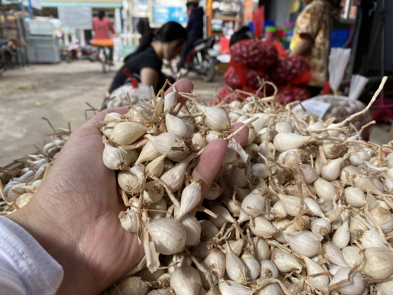 Quảng Ngãi đặt mục tiêu, đến năm 2035 sẽ trở thành vùng trồng dược liệu trọng điểm quốc gia và trung tâm sản xuất dược liệu lớn của cả nước (ảnh Vân Anh)
