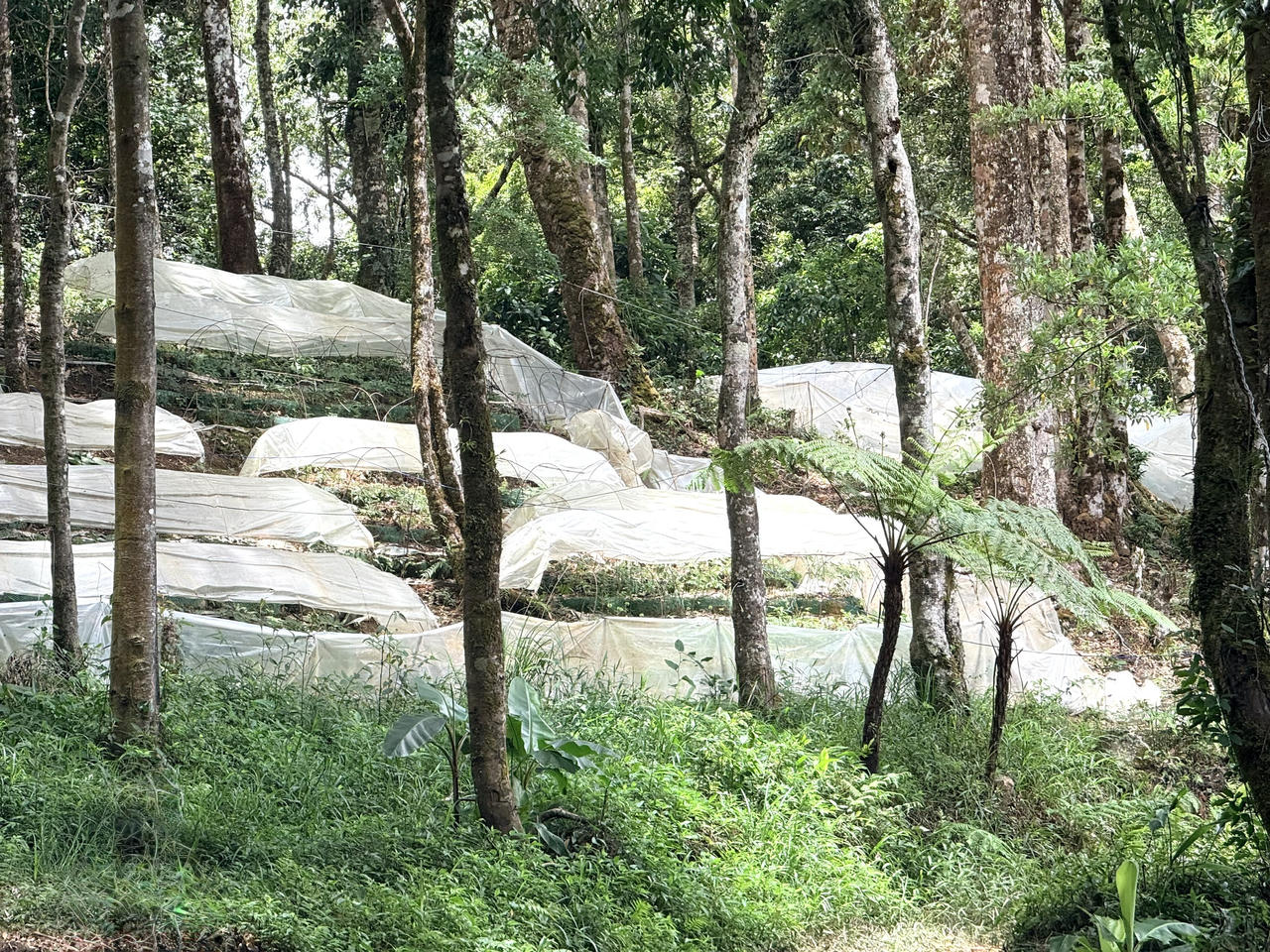Quảng Ngãi đặt mục tiêu xây dựng thương hiệu Sâm Ngọc Linh được công nhận là thương hiệu quốc gia và duy trì trong danh sách sản phẩm đạt Thương hiệu quốc gia Việt Nam (ảnh Vân Anh)
