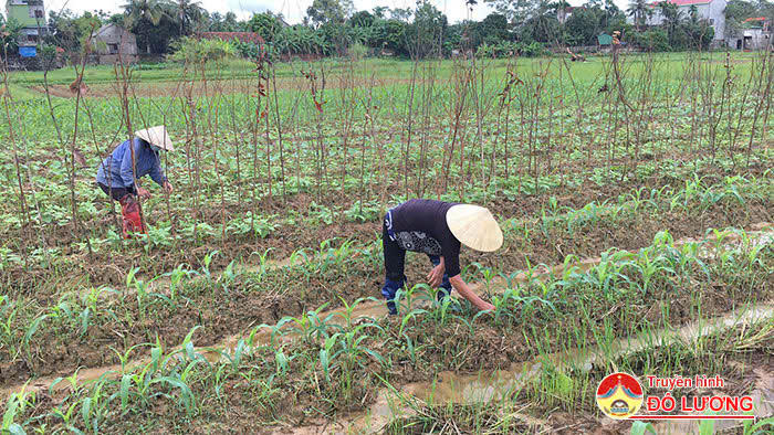 Tín dụng chính sách tạo đà cho vùng đất Đô Lương chuyển mình