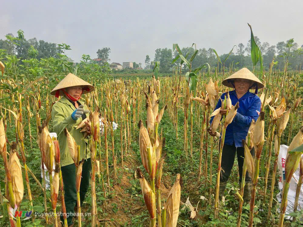 Cán bộ tín dụng NHCSXH Đô Lương tận tình hướng dẫn khách hàng sử dụng vốn vay phát triển sản xuất kinh doanh.