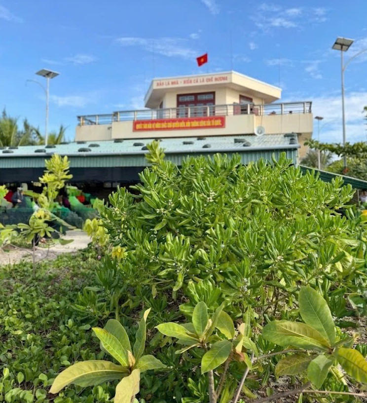Hàng cây xanh trên đảo Núi Ie C.