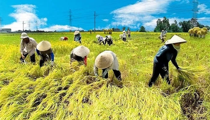 Nâng mức hỗ trợ phí bảo hiểm nông nghiệp lên tối đa 95%